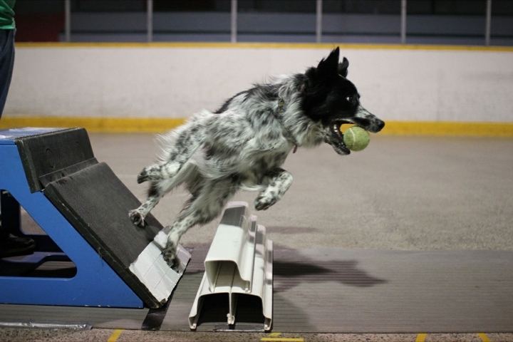 If It's Not A Broder Collie It's Just A Dog