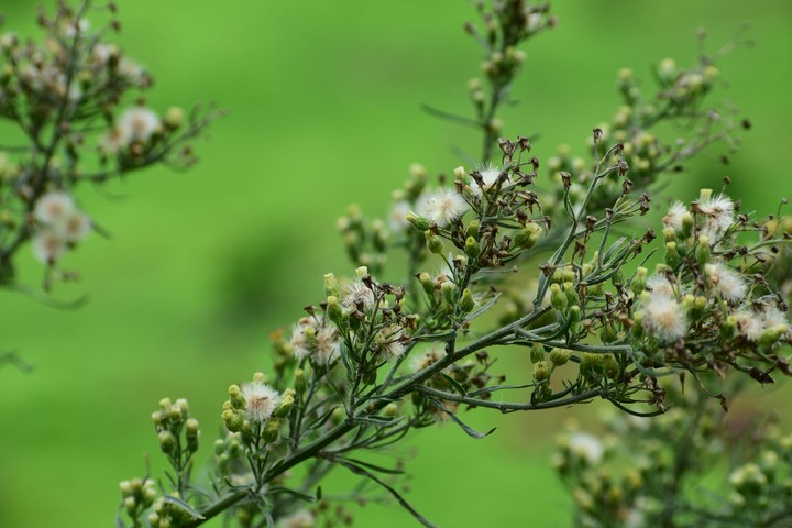Flowers.