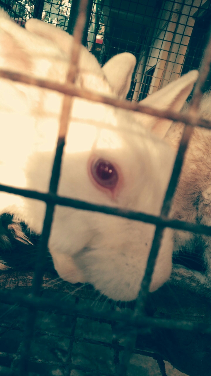 rabbit