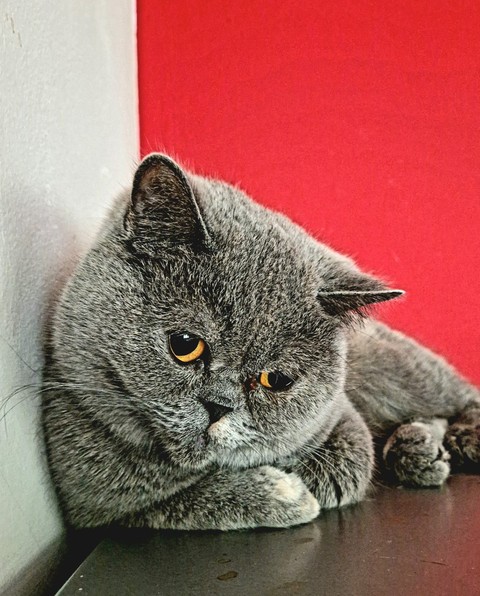 cat, 脊椎動物桌布