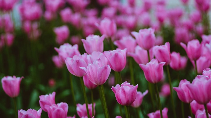 Tulips