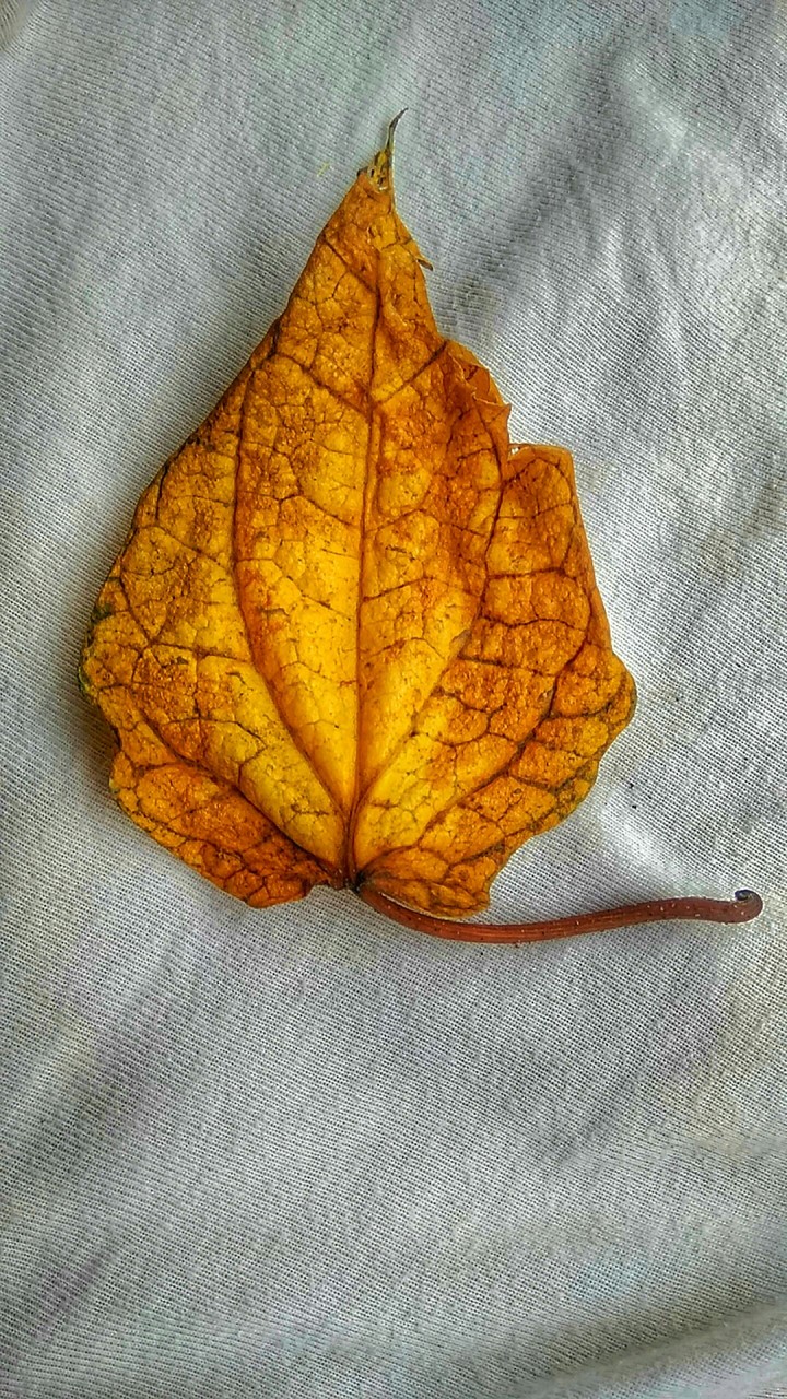 Betel leaf