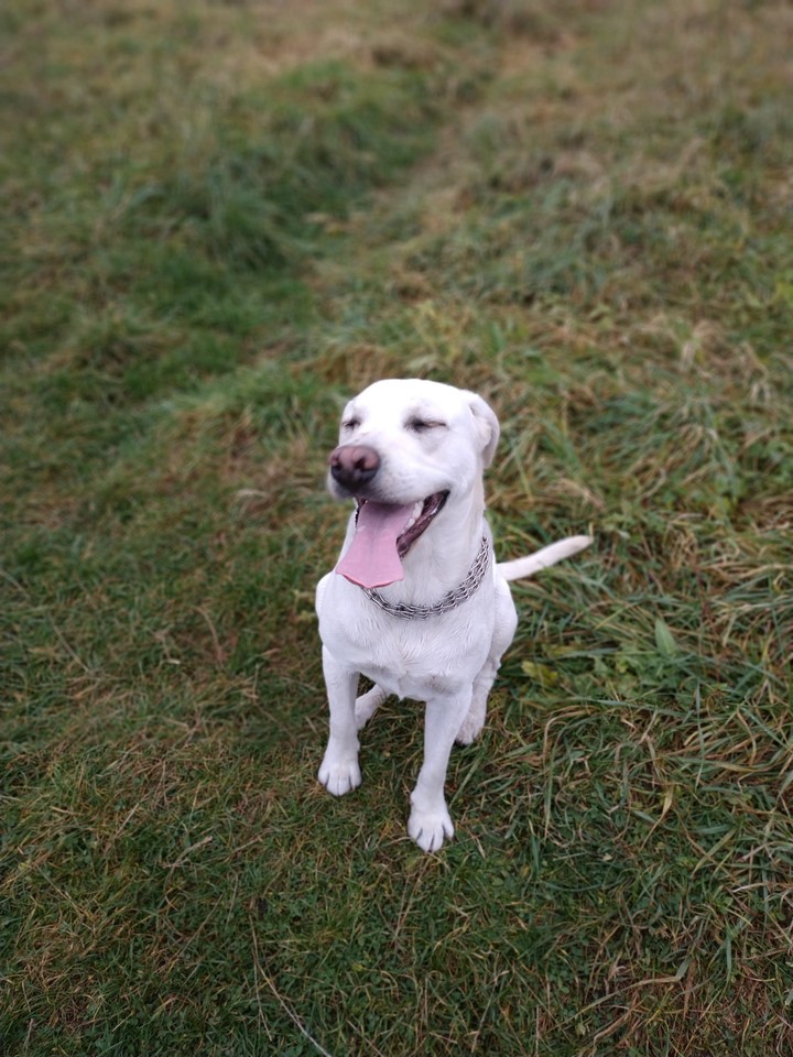 dog
