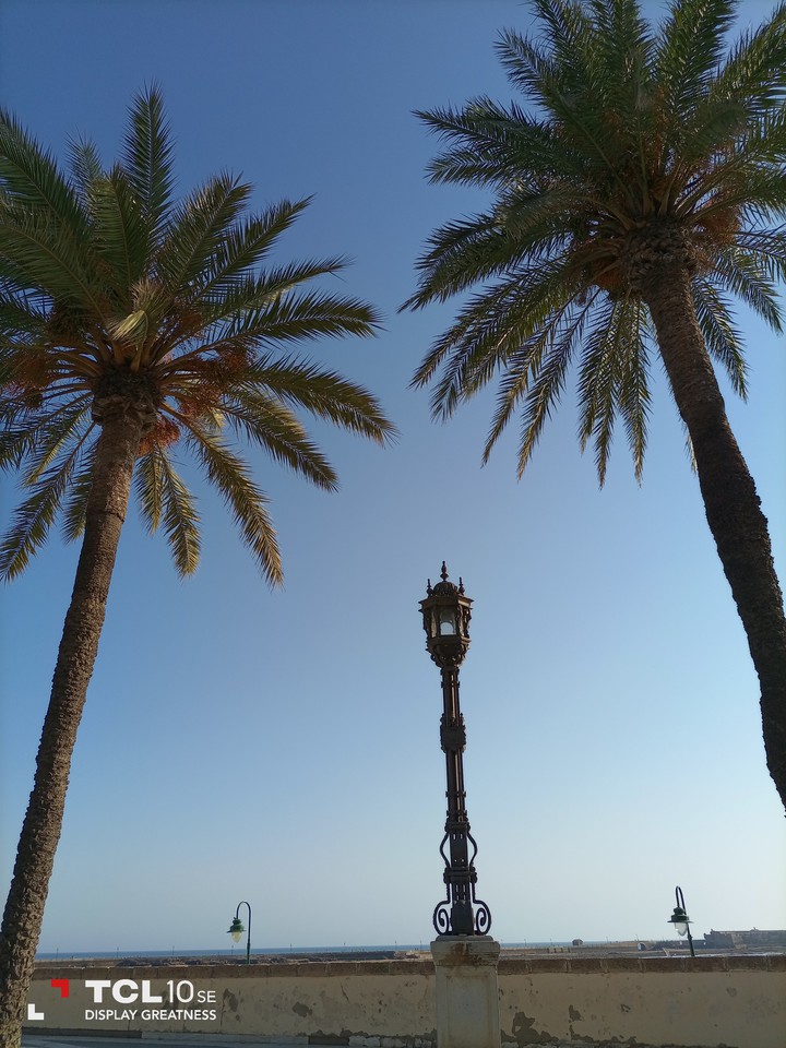 Cielo de Cadiz con Palmeras