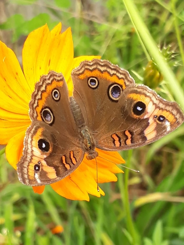 Borboleta De Olhos