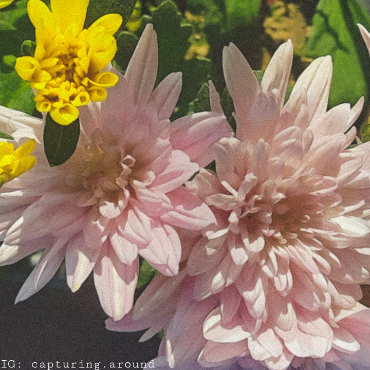 Dahlia