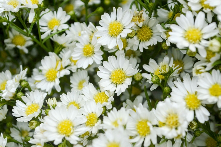 Blumen