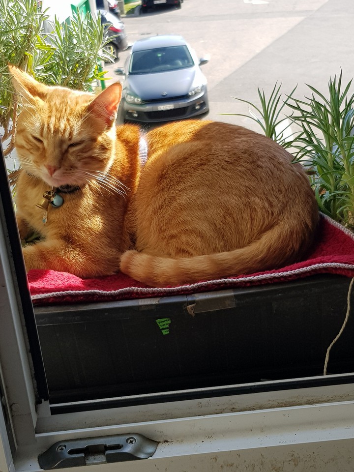 cats beautiful