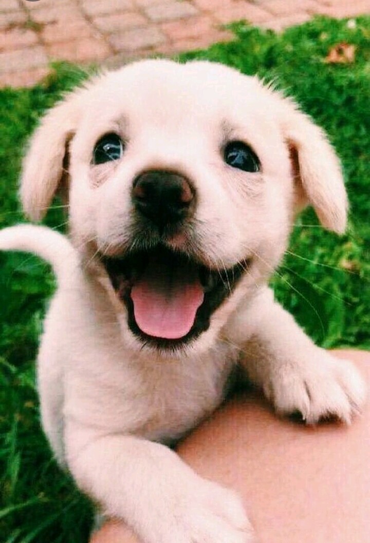 pup