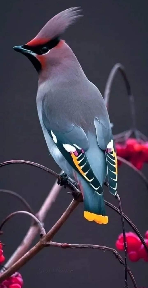 부리, 생물 배경화면