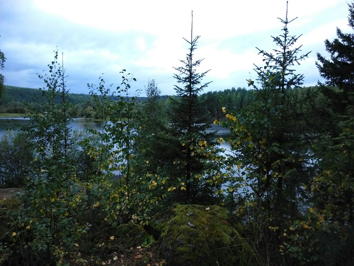 river in a forest