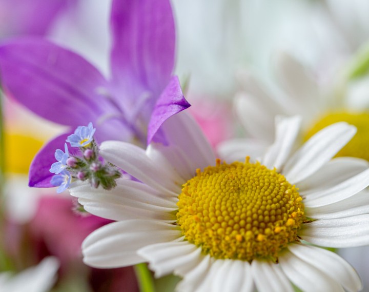 marguerite