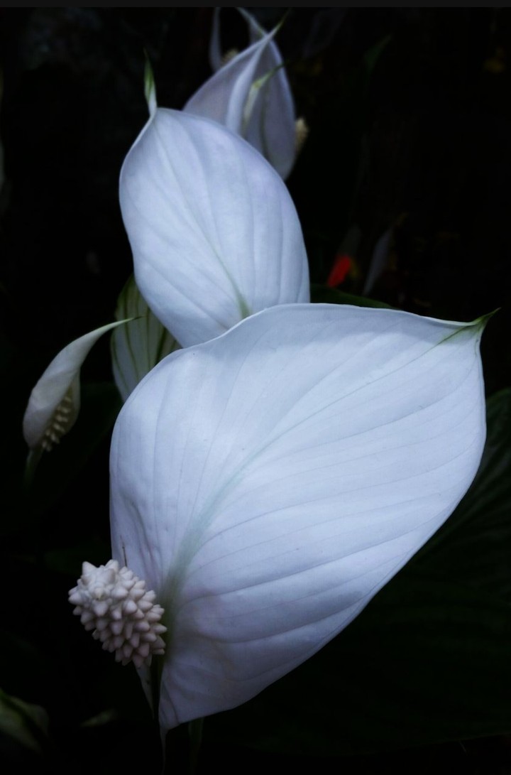 white in the dark
