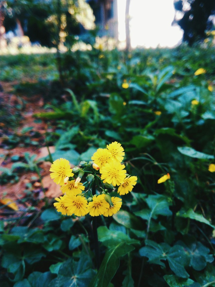 Melancholy flower