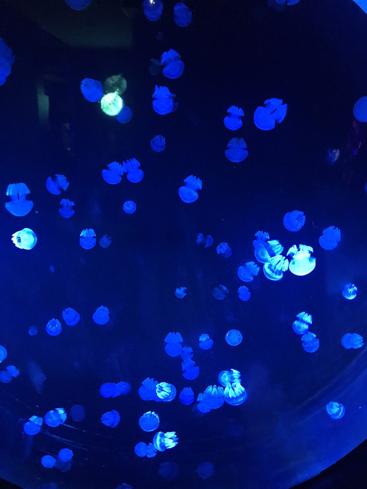 jellyfish lamp