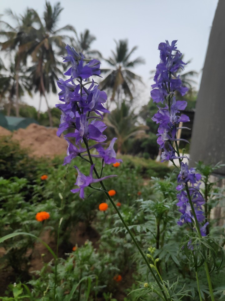 purple floawer