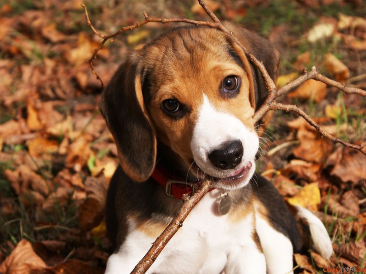 puppy