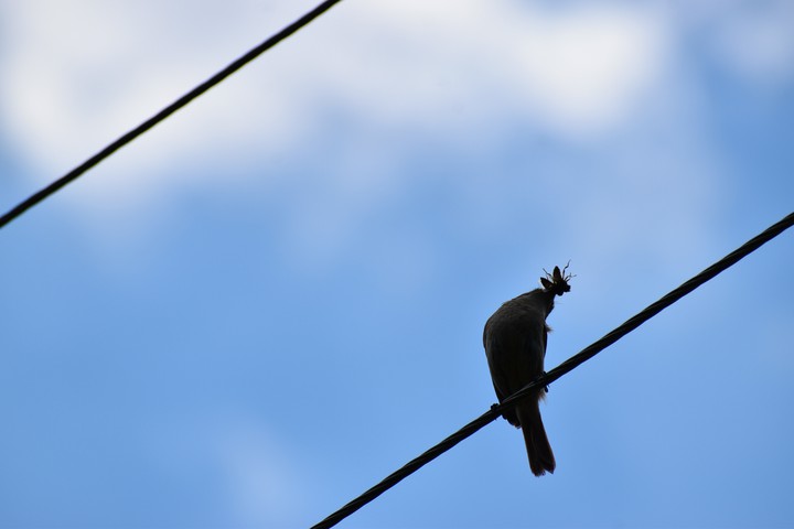 #Beautiful Bird