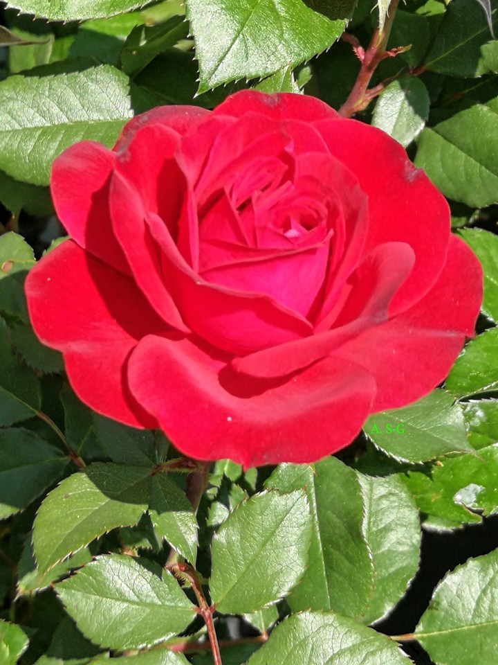 rote Rose