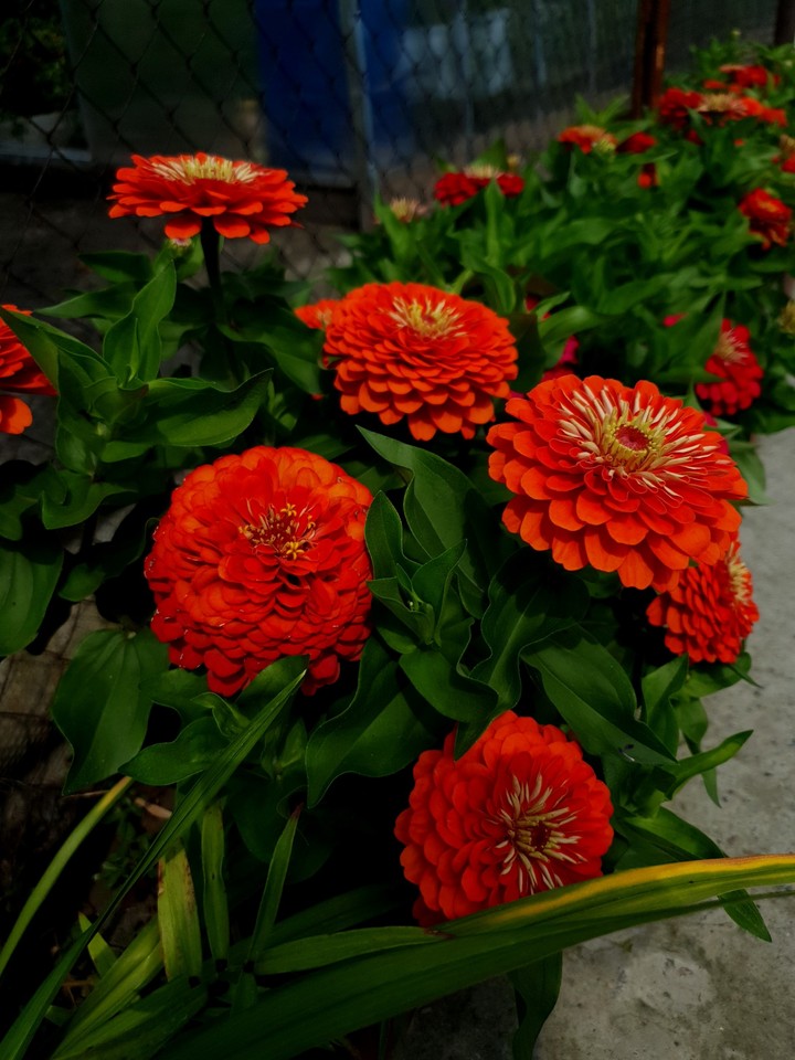 flowers