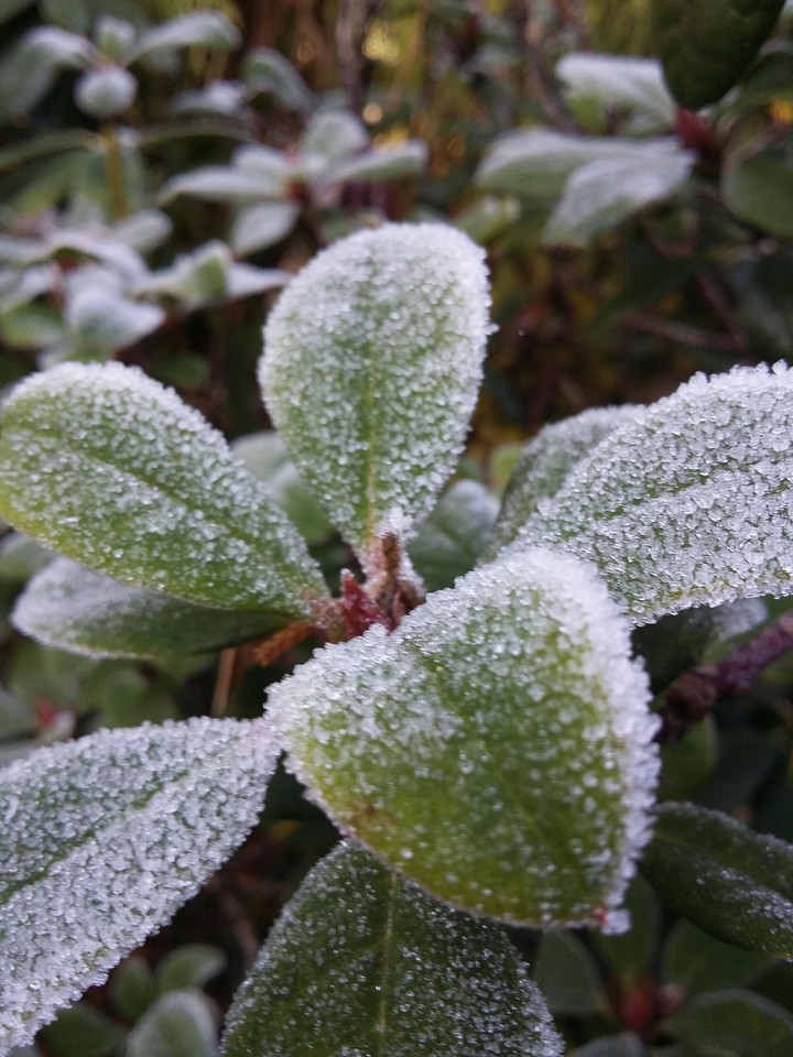 frozty plant