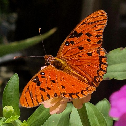 butterfly, lepidoptera壁紙
