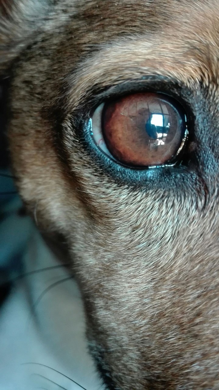 Zoom Dog