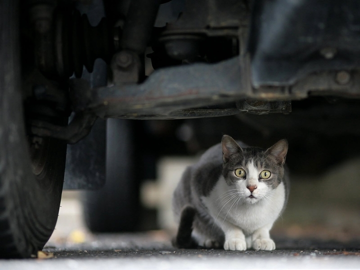 Cat Muzzle Surprise Look