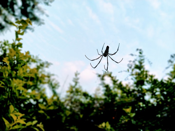 spider