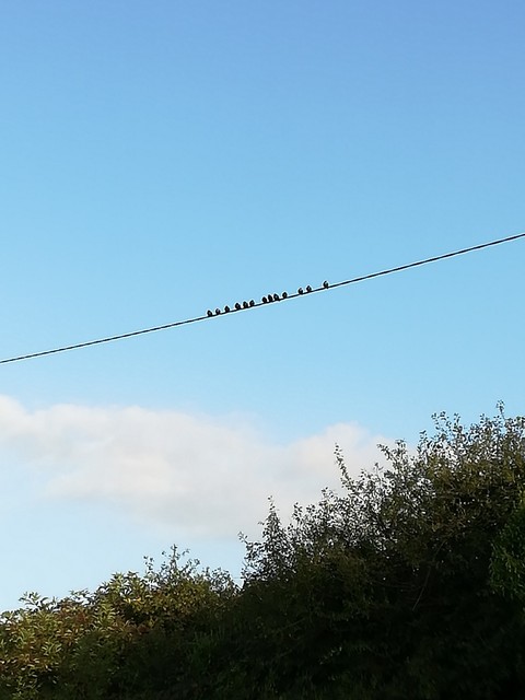 birds
