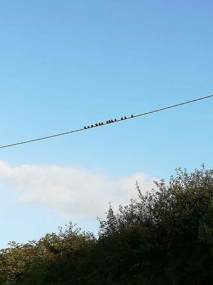birds