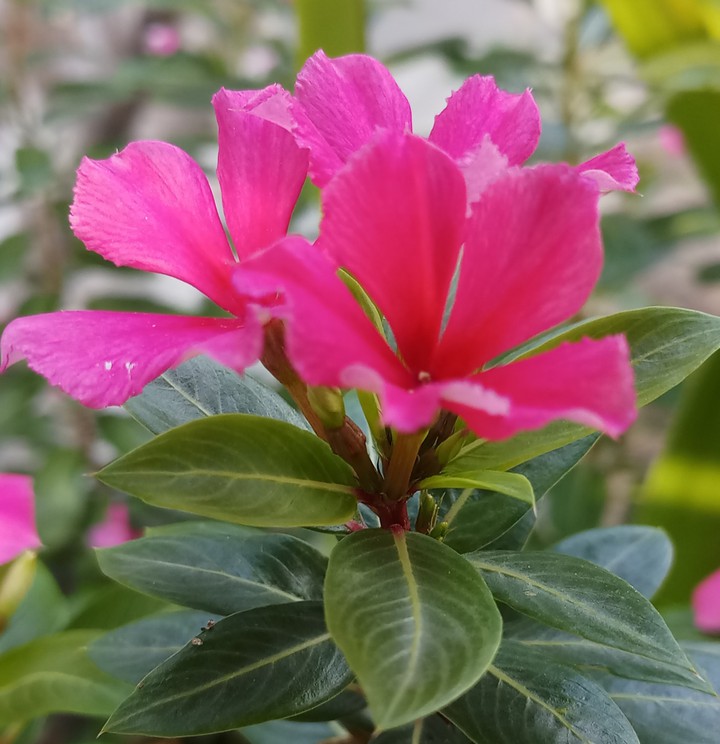 flowers