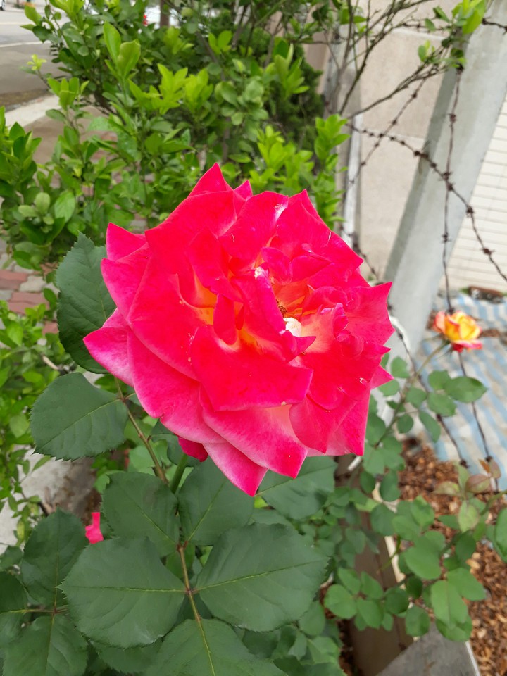 rose