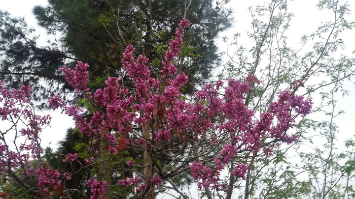 flowers in spring