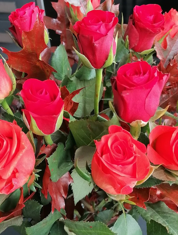 red roses