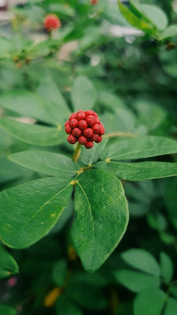 berries...