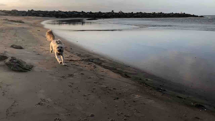 Dog