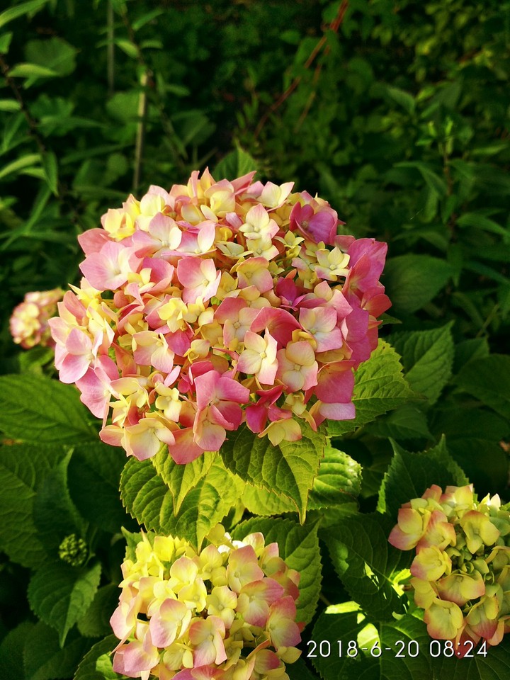 Hydrangea