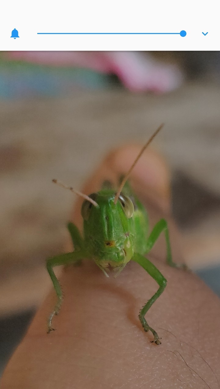 grasshopper