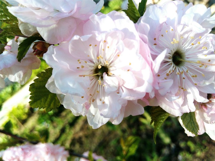 Sakura