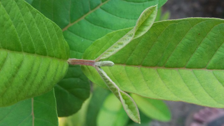 plant