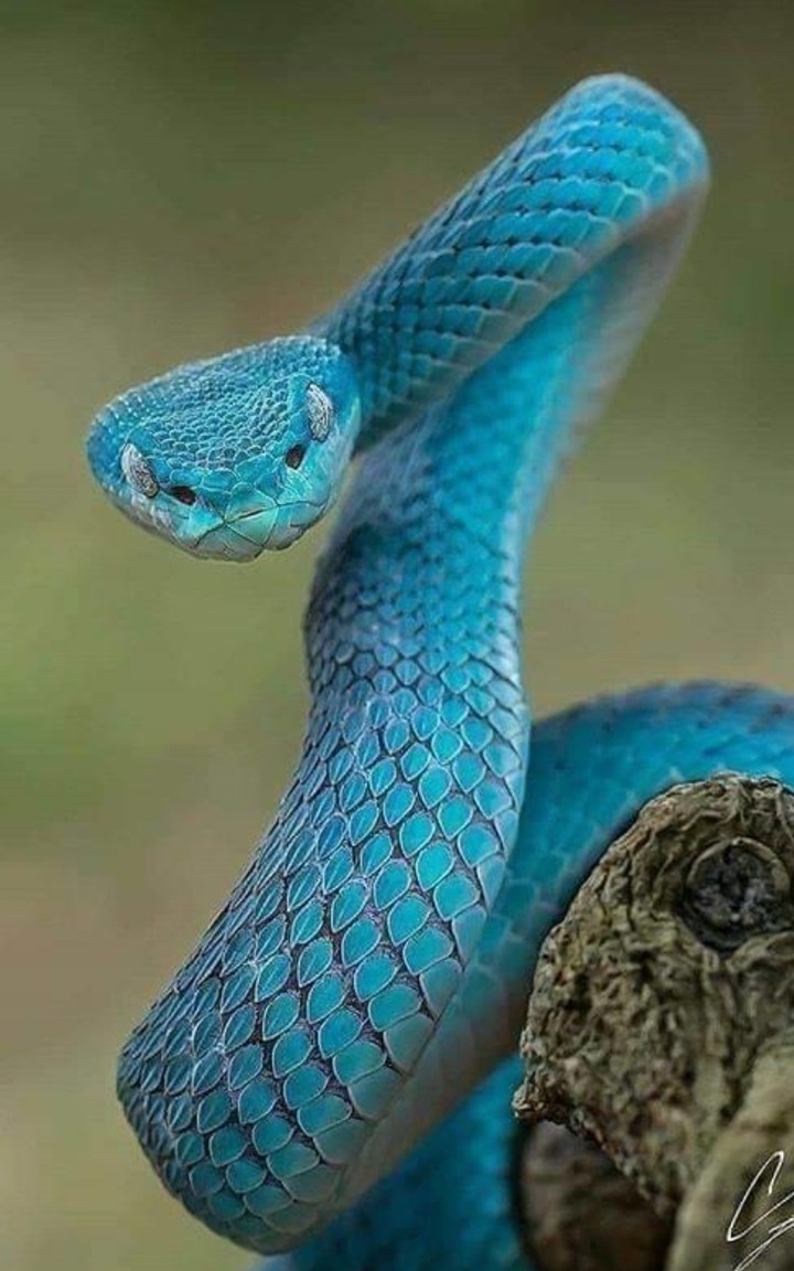 Jr