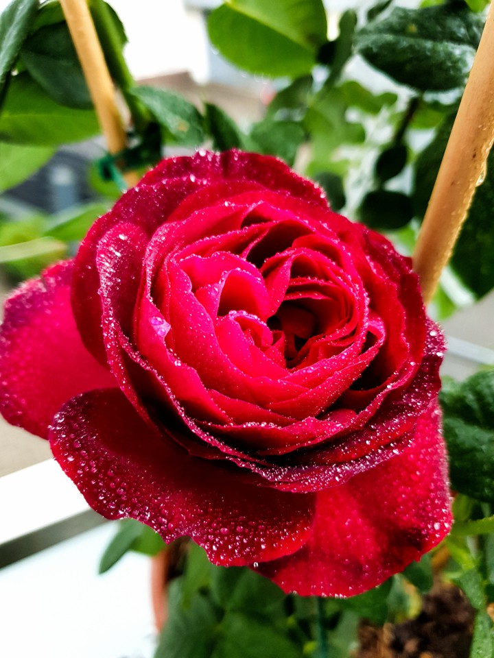 rosenglück