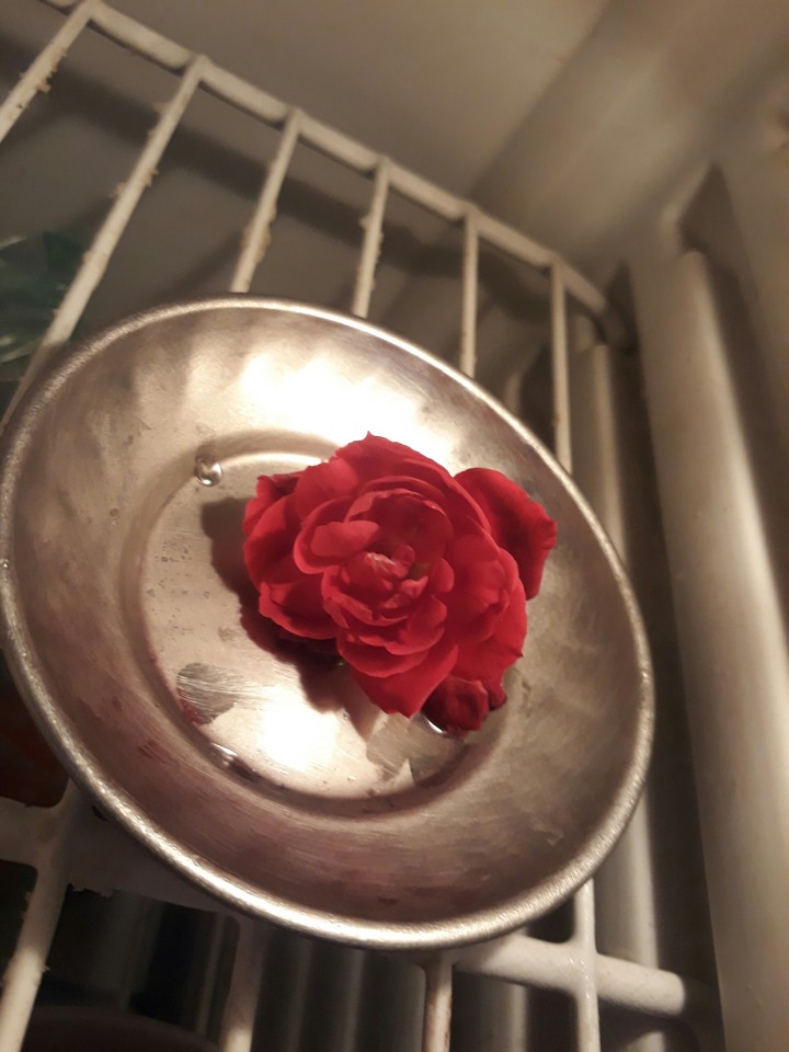 fridge rose small