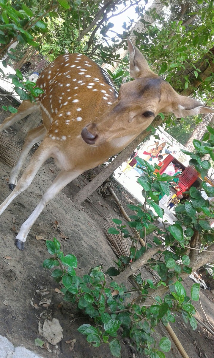 Deer is dear 2 everyone.
