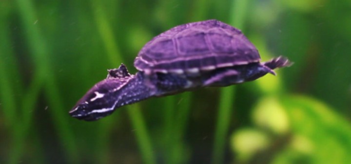 a picture of a turtle
