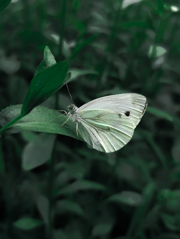 butterfly