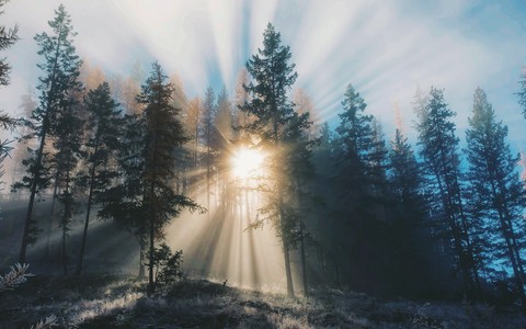 forest is the beauty of erath
