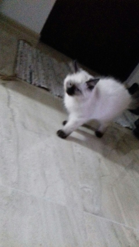 Kot cat