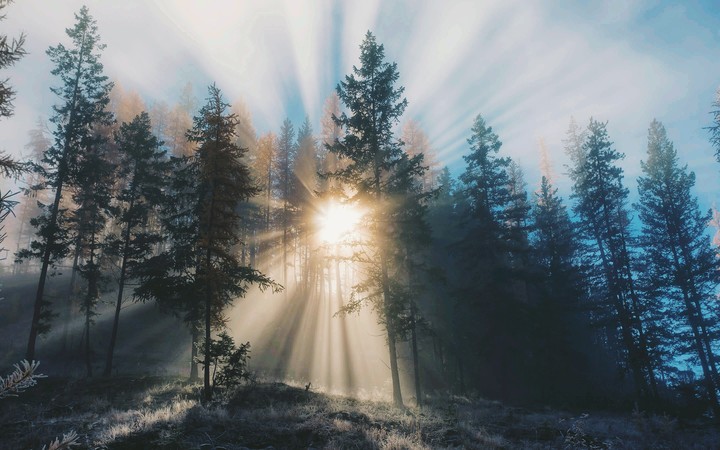 forest is the beauty of erath